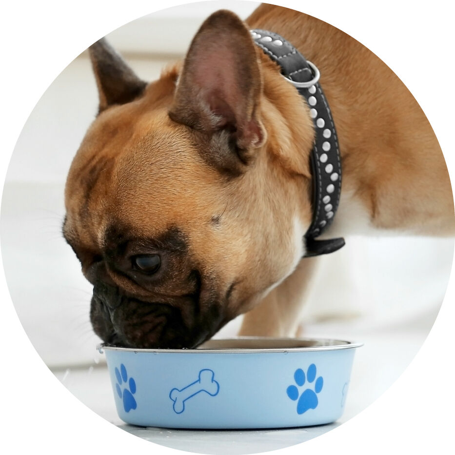 dog eating from bowl